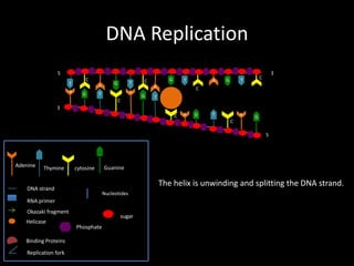DNA Replication
5
T
A

C
A
G

T

G

A

T
C

G

C

T

A
G

A

G

3

C

T

C

T

3
C

A

G

A

T
C

G

5

Adenine

Thymine

cytosine

Guanine

The helix is unwinding and splitting the DNA strand.

DNA strand

Nucleotides

RNA primer
Okazaki fragment

Helicase
Binding Proteins
Replication fork

sugar
Phosphate

 