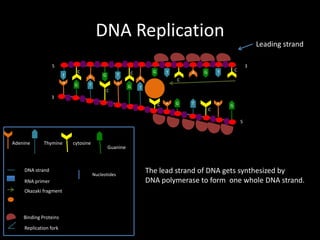 DNA Replication

Leading strand

5
T
A

C
A
G

T

G

A

T
C

G

C

T

A
G

A

G

3

C

T

C

T

3
C

A

G

A

T
C

G

5

Adenine

Thymine

DNA strand
RNA primer
Okazaki fragment

Binding Proteins
Replication fork

cytosine

Guanine

Nucleotides

The lead strand of DNA gets synthesized by
DNA polymerase to form one whole DNA strand.

 
