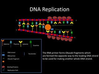 DNA Replication
5
T
A

C
A
G

T

G

A

T
C

G

C

T

A
G

A

G

3

C

T

C

T

3
C

A

G

A

T
C

G

5

Adenine

Thymine

DNA strand
RNA primer
Okazaki fragment

Binding Proteins
Replication fork

cytosine

Guanine

Nucleotides

The RNA primer forms Okazaki fragments which
are formed the opposite way to the leading DNA strand
to be used for making another whole DNA strand.

 