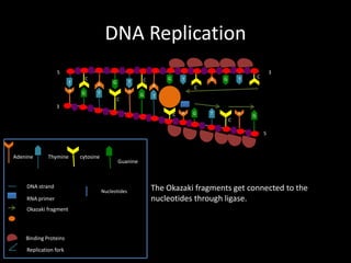 DNA Replication
5
T
A

C
A
G

T

G

A

T
C

G

C

T

A
G

A

G

3

C

T

C

T

3
C

A

G

A

T
C

G

5

Adenine

Thymine

DNA strand
RNA primer
Okazaki fragment

Binding Proteins
Replication fork

cytosine

Guanine

Nucleotides

The Okazaki fragments get connected to the
nucleotides through ligase.

 
