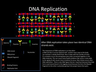DNA Replication
5
T
A

C
A
G

T

G

A

T
C

G

C

T

A
G

A

T

C
G

A
T

C

G

C

T
A

G

C

5

3
5
T
A

C
A
G

G

T
A

T
C

Thymine

DNA strand
RNA primer
Okazaki fragment

Binding Proteins
Replication fork

G

C
A
G

T

C

T
A
C

G

A
T

G

C

T
A

3

G

C

5

3

Adenine

3

cytosine

Guanine

Nucleotides

After DNA replication takes place two identical DNA
strands exist.
The importance of DNA replication is so that when
a DNA cell dies it can be replaced with another exact copy so the body
can maintain a steady blood level. Also it helps with the transfer of traits.
If a mutation occurs the wrong base pairs have connected together in the
DNA molecule. This can cause many health problems like cancer. It also adds
to the aging of cells causes more mutations to occur. Also mitosis occurs after
DNA replication. There is also DNA ligase that are important because they help
Form a permanent bond in the lagging strand because the form the Okazaki
fragment to the other nucleotides giving it the proper bases their pairs.

 