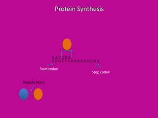 Protein Synthesis

UACGGG
AUGCCCAGACAGUGA
Start codon
Peptide Bond

Stop codon

 