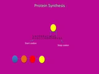 Protein Synthesis

U A C G G G U C UG U C
AUGCCCAGACAGUGA
Start codon

Stop codon

 