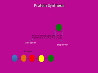 Protein Synthesis

U A C G G G U C UG U C A C U
AUGCCCAGACAGUGA
Start codon

Protein

Stop codon

 