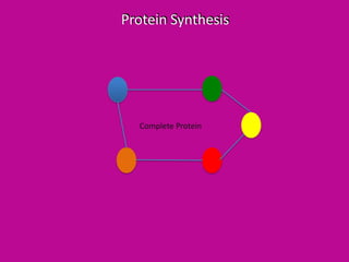 Protein Synthesis

Complete Protein

 