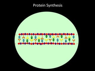 Protein Synthesis

5
T
A

3

a
A
G
T

c

G

G

C

T
A

C

G

C

C

G

T

T

A

C

A
C

C
G

C

A
A
T

G
C
T

a
A
T

c

C

3
T

G
A
a

5

 