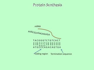 Protein Synthesis

mRNA
A UGC C
C A GAC A

GU G A

TACGGGTCTGTCACT
ATGCCCAGACAGTGA
Coding region

Termination sequence

 