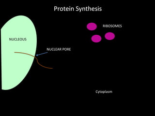 Protein Synthesis
RIBOSOMES
NUCLEOUS
NUCLEAR PORE

Cytoplasm

 