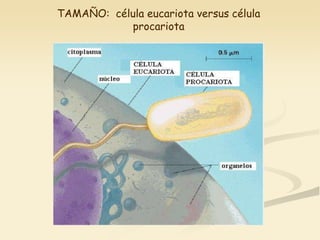TAMAÑO: célula eucariota versus célula
           procariota
 