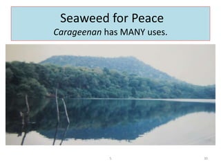 Seaweed for Peace
Carageenan has MANY uses.
5 30
 