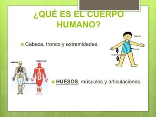¿QUÉ ES EL CUERPO
HUMANO?
 Cabeza, tronco y extremidades.
 HUESOS, músculos y articulaciones.
 