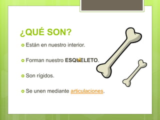 ¿QUÉ SON?
 Están en nuestro interior.
 Forman nuestro ESQUELETO.
 Son rígidos.
 Se unen mediante articulaciones.
 