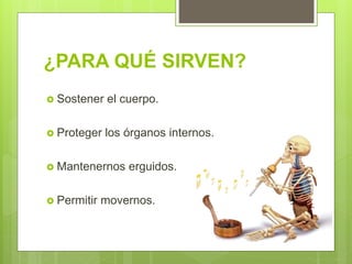 ¿PARA QUÉ SIRVEN?
Sostener el cuerpo.
Proteger los órganos internos.
Mantenernos erguidos.
Permitir movernos.