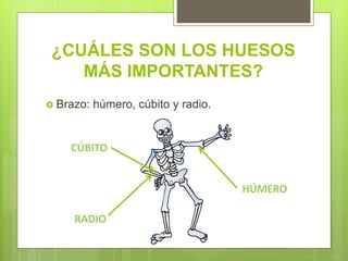 ¿CUÁLES SON LOS HUESOS
MÁS IMPORTANTES?
Brazo: húmero, cúbito y radio.
HÚMERO
CÚBITO
RADIO