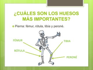 ¿CUÁLES SON LOS HUESOS
MÁS IMPORTANTES?
Pierna: fémur, rótula, tibia y peroné.
FÉMUR
RÓTULA
TIBIA
PERONÉ