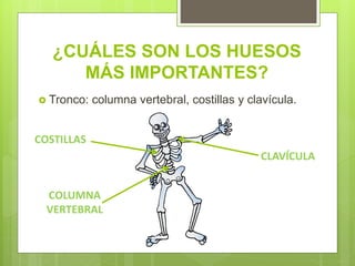 ¿CUÁLES SON LOS HUESOS
MÁS IMPORTANTES?
Tronco: columna vertebral, costillas y clavícula.
COLUMNA
VERTEBRAL
COSTILLAS
CLAVÍCULA