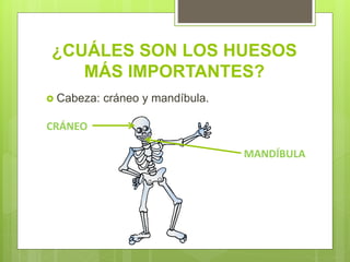 ¿CUÁLES SON LOS HUESOS
MÁS IMPORTANTES?
Cabeza: cráneo y mandíbula.
CRÁNEO
MANDÍBULA