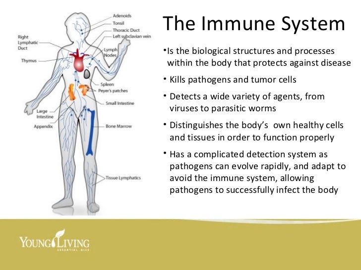 viruses how kills body Immune Healthy Washington Yolanda Presentation System