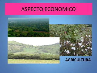 ASPECTO ECONOMICO

AGRICULTURA

 