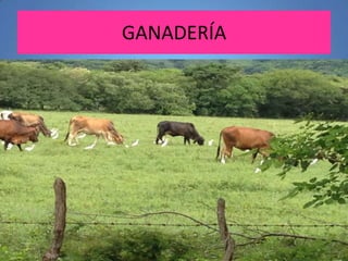 GANADERÍA

 