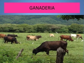 GANADERIA

 