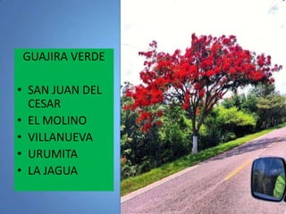 GUAJIRA VERDE

• SAN JUAN DEL
CESAR
• EL MOLINO
• VILLANUEVA
• URUMITA
• LA JAGUA

 