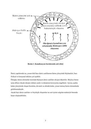 2
Resim 1. Kanalizasyon borularında asit etkisi
Deniz yapılarında ise, yosun türü bazı deniz canlılarının beton yüzeyinde ...