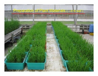 Preparation of Plant MaterialsPreparation of Plant Materials (( ----4~6 leaf )4~6 leaf )
 