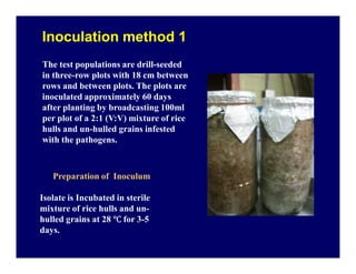 Inoculation method 1Inoculation method 1
The test populations are drill-seeded
in three-row plots with 18 cm between
rows ...