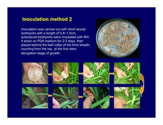 Inoculation method 2Inoculation method 2
Inoculation was carried out with short woody
toothpicks with a length of 0.8~1.0c...
