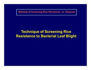 Technique of Screening RiceTechnique of Screening Rice
Resistance to Bacterial Leaf BlightResistance to Bacterial Leaf Bli...