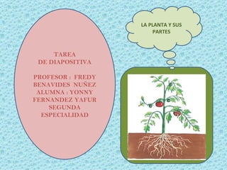 TAREA DE DIAPOSITIVA PROFESOR :  FREDY BENAVIDES  NUÑEZ ALUMNA : YONNY FERNANDEZ YAFUR SEGUNDA ESPECIALIDAD LA PLANTA Y SUS PARTES 
