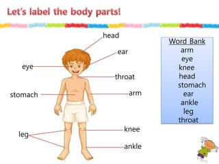 Word Bank
arm
eye
knee
head
stomach
ear
ankle
leg
throat
eye
head
ear
throat
arm
leg
knee
ankle
stomach
