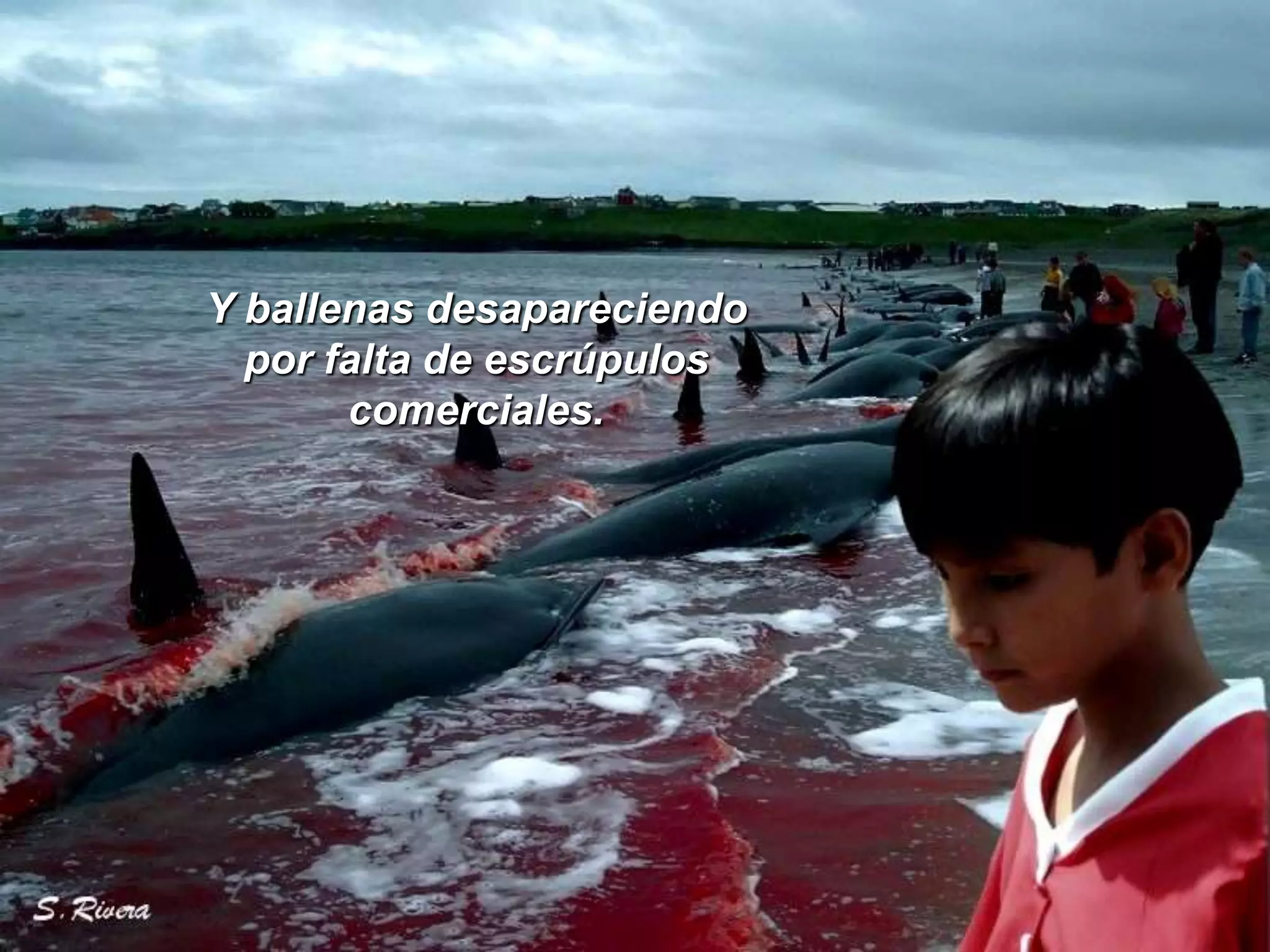 Y ballenas desapareciendopor falta de escrúpulos comerciales.