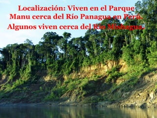 Localización: Viven en el Parque
Manu cerca del Río Panagua en Perú.
Algunos viven cerca del Río Mishagua.

 