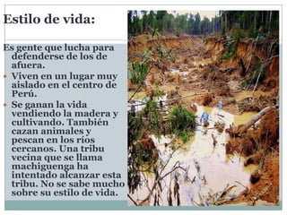 Estilo de vida:
Es gente que lucha para
defenderse de los de
afuera.
 Viven en un lugar muy
aislado en el centro de
Perú.
 Se ganan la vida
vendiendo la madera y
cultivando. También
cazan animales y
pescan en los ríos
cercanos. Una tribu
vecina que se llama
machiguenga ha
intentado alcanzar esta
tribu. No se sabe mucho
sobre su estilo de vida.

 
