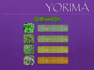 Plantas
Salsa
Alfavaca
Cavalinha
Eucalipto
 