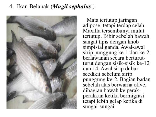 20+ Koleski Terbaru Sketsa Gambar Ikan Belanak - Tea And Lead
