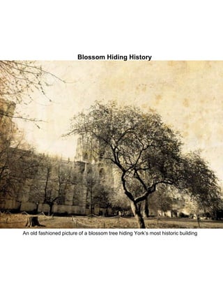 An old fashioned picture of a blossom tree hiding York’s most historic building
Blossom Hiding History