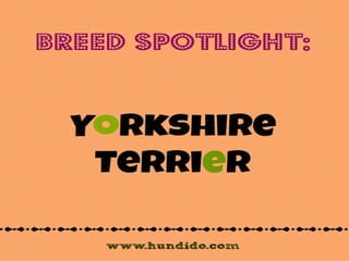 Hundido's Breed Spotlight: Yorkshire Terrier 