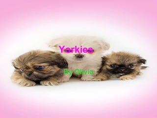 Yorkies By Olivia 