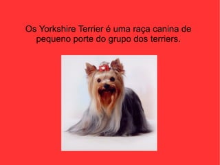 Os Yorkshire Terrier é uma raça canina de
  pequeno porte do grupo dos terriers.
 