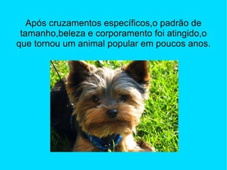 Após cruzamentos específicos,o padrão de
 tamanho,beleza e corporamento foi atingido,o
que tornou um animal popular em poucos anos.
 