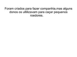 Foram criados para fazer companhia,mas alguns
   donos os ultilizavam para caçar pequenos
                   roedores.
 