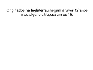 Originados na Inglaterra,chegam a viver 12 anos
        mas alguns ultrapassam os 15.
 