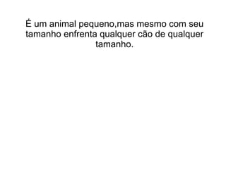 É um animal pequeno,mas mesmo com seu
tamanho enfrenta qualquer cão de qualquer
                tamanho.
 