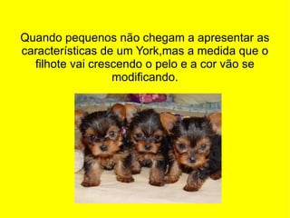 Quando pequenos não chegam a apresentar as
características de um York,mas a medida que o
  filhote vai crescendo o pelo e a cor vão se
                  modificando.
 