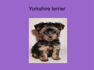 Yorkshire terrier
 