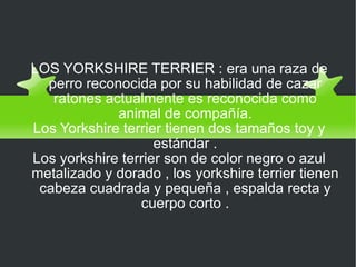LOS YORKSHIRE TERRIER LOS YORKSHIRE TERRIER : era una raza de perro reconocida por su habilidad de cazar ratones actualmente es reconocida como animal de compañía. Los Yorkshire terrier tienen dos tamaños toy y estándar . Los yorkshire terrier son de color negro o azul metalizado y dorado , los yorkshire terrier tienen cabeza cuadrada y pequeña , espalda recta y cuerpo corto . 