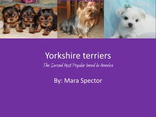Yorkshire terriers
The Second Most Popular breed in America

      By: Mara Spector
 